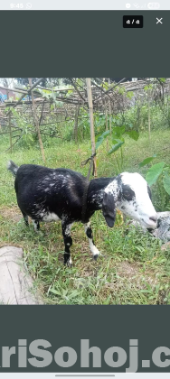 ৩ মাসের প্রেগন্যান্ট পাঠি
